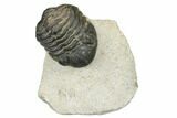 Bargain, Morocops Trilobite - Visible Eye Facets #186726-2